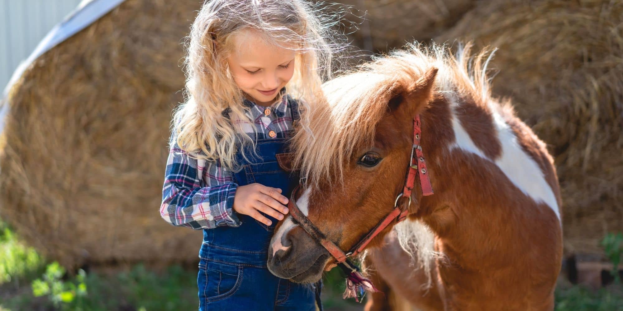poney dans l’Aude